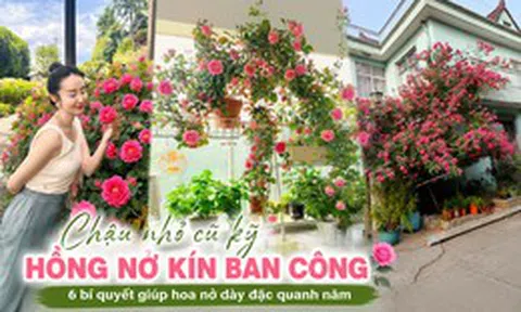 Bụi hồng trồng trong chậu mà nở kín đến mức không thấy lá: Bí quyết của người phụ nữ chỉ gói gọn trong 6 thói quen chăm cây