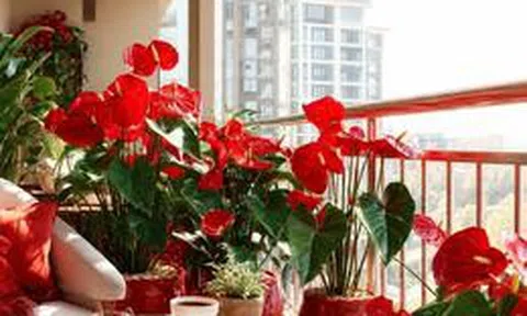 5 cây hợp người mệnh Hỏa