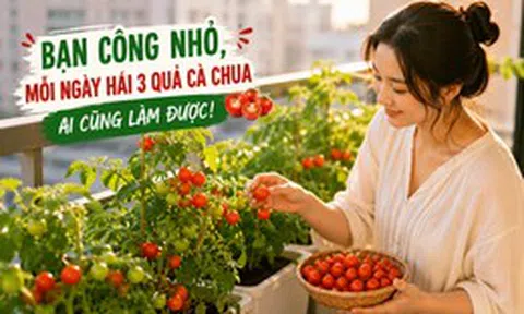 Từng trồng "cây nào chết cây đó", người phụ nữ bất ngờ thu hoạch cà chua mỗi ngày nhờ thay đổi đúng một điều