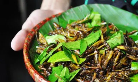 7 món đặc sản từ côn trùng, thoạt nhìn “nổi da gà” nhưng càng ăn càng cuốn, biết cách chế biến mới ngon