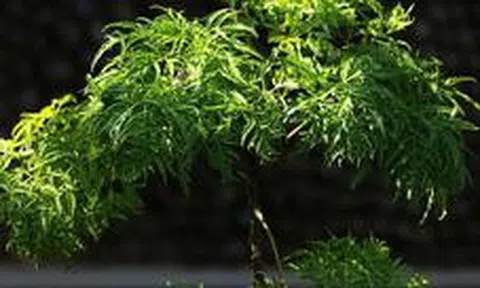 4 lý do vì sao nên trồng một cây đinh lăng ở cổng nhà