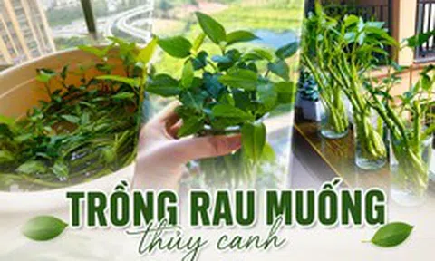 Chỉ từ vài cọng rau muống và một cốc nước, cô gái trẻ thu hoạch cả chậu rau sau một tháng: Cách trồng thủy canh khiến nhiều người muốn làm theo