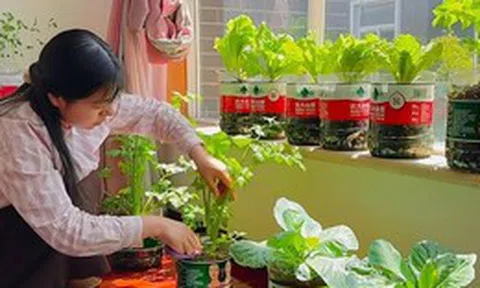 Cô gái biến ban công 6m² thành vườn rau hơn 20 loại: Mỗi ngày chăm 10 phút, rau xanh ăn không hết