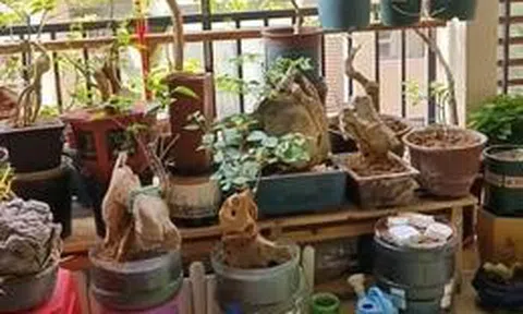 Vợ chê cây chồng trồng vừa trơ vừa xấu, dân mạng nhìn ảnh lại nói: Đây là người chơi cây có đẳng cấp