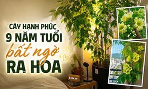 Cây hạnh phúc 9 năm tuổi bất ngờ ra hoa trước ngày bị đem cho, dân mạng đồng loạt nhắn: “Đừng mang nó đi!”