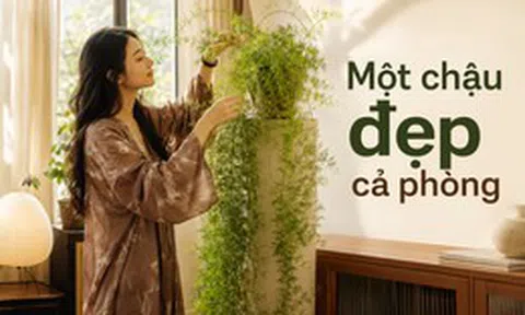 Người phụ nữ chỉ đặt một chậu cây 4 năm tuổi trong phòng khách, ai bước vào đều khen: “Nhìn thôi đã thấy thư thái”