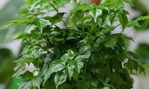5 lý do nhiều người muốn trồng một cây hạnh phúc trong nhà