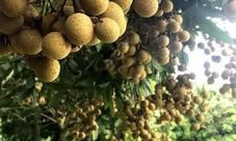 Quả đặc sản chỉ Hưng Yên mới có: Trồng một cây như "chôn hũ vàng", nhiều gia đình xem như của để dành cho con cháu