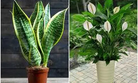 5 loại cây trồng trong nhà giúp lọc không khí hiệu quả