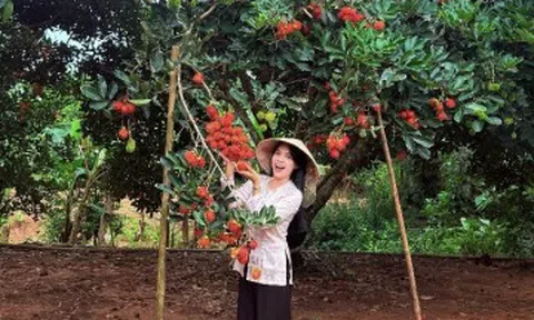 Vào vườn đặc sản chín đỏ, lúc lỉu ở Phú Quốc, khách hái mỏi tay, ăn thoả thích