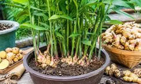 Lời khuyên đến tất cả các gia đình đang trồng gừng