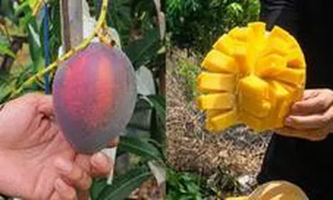 Bỏ việc về quê bán hoa quả, 1 tháng bán được 15 tấn xoài, thu nhập cao hơn lương văn phòng