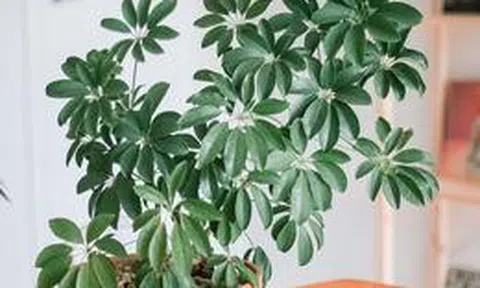 Lời khuyên đến tất cả các gia đình đang trồng cây ngũ gia bì