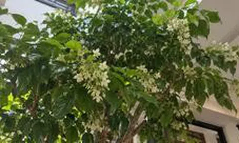 5 cây nở hoa trong nhà báo hiệu phong thủy rất tốt
