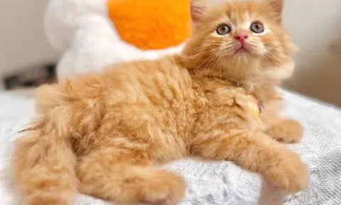 4 loài thú cưng được coi như "linh vật" mùa Trung thu, vừa đẹp vừa sạch, có con được ví là “kẻ ngăn nắp nhất”