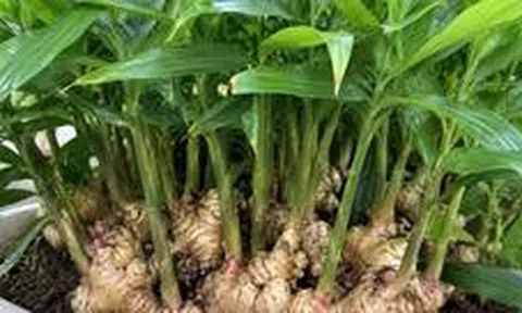 4 lý do nên trồng gừng trong nhà