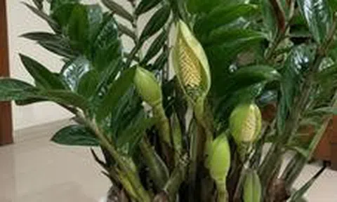 4 lời khuyên khi trồng cây kim tiền