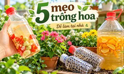 5 mẹo trồng cây được chia sẻ rầm rộ trên mạng: Có cách gần như không tốn tiền nhưng cây vẫn xanh tốt