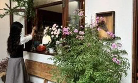 5 loại cây nhìn đẹp nhưng không nên tùy tiện đặt trong nhà: Sai vị trí, cây khó sống mà người cũng thêm phiền