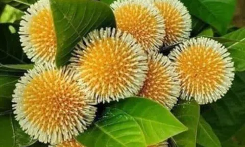 Loại quả dại "lên đời" thành đặc sản, có tiền cũng khó mua