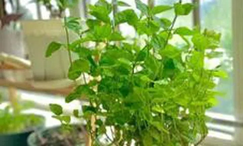 5 cây ác bước vào nhà, ông bà nhìn thấy muốn TIỄN ĐI NGAY: Phúc chưa kịp đến, họa đã chực chờ