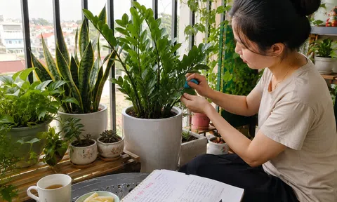 Cây kim tiền được xem là “hút tài lộc”, nhưng có 3 kiểu gia đình nên cân nhắc kỹ trước khi mua về nhà
