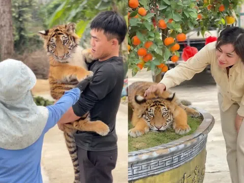 "Idol mới nổi" gọi tên Ngao, là chúa sơn lâm nhưng vẻ ngoại nũng nịu, "chiến thần ngoại giao" hút khách du lịch về Nghệ...