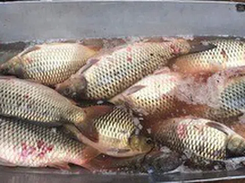 Gặp loại cá này ở chợ thì mua ngay, ngon hơn cao lương mỹ vị, bổ ngang tổ yến nhân sâm