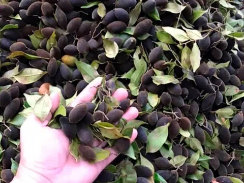 Loại quả xưa rụng đầy không ai ngó ngàng, nay thành đặc sản lạ ở thành phố có hương vị đặc biệt, giá đắt đỏ