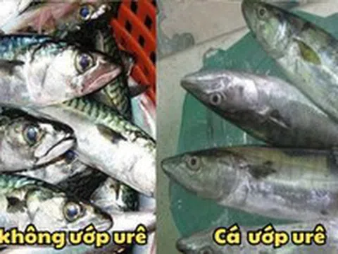Cá ướp urê độc hơn "thuốc độc", nhưng có 5 dấu hiệu nhận biết để bạn KHÔNG mắc sai lầm khi mua