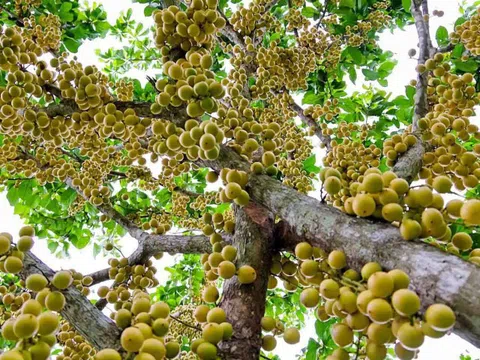 Quả đặc sản mọc chi chít từ gốc tới ngọn, chín vàng ở An Giang