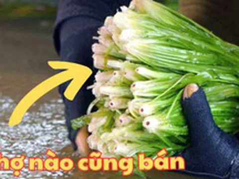 Loại rau dân dã chợ Việt "ê hề", giá chỉ 5k mà có công dụng "đỉnh nóc kịch trần" cho sức khỏe và đời sống!