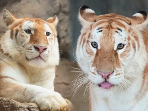Cặp hổ sở hữu gương mặt khờ khạo gây sốt toàn cầu, là "chúa sơn lâm" nhưng biểu cảm nào cũng làm trái tim cộng đồng mạng...