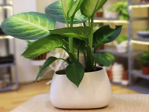 Loại cây được người giàu ưa chuộng, giúp hút tài lộc: Cần biết điều này để "tránh hoạ"