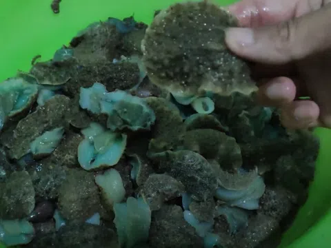 Hải sản kỳ dị ở Thanh Hóa ăn giòn như bào ngư, bắt vài tiếng được cả cân