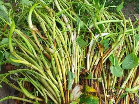 Thứ "lộc trời ban" xưa dân nghèo dùng để "chống đói" nay lại thành đặc sản, dân sành ăn mới biết cách chế biến