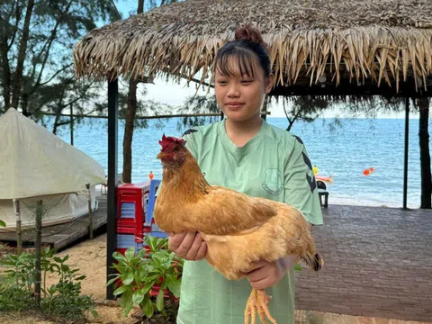 Đặc sản "gà mọc râu" trên đảo hoang sơ ở Quảng Ninh, da vàng giòn, thịt thơm nức