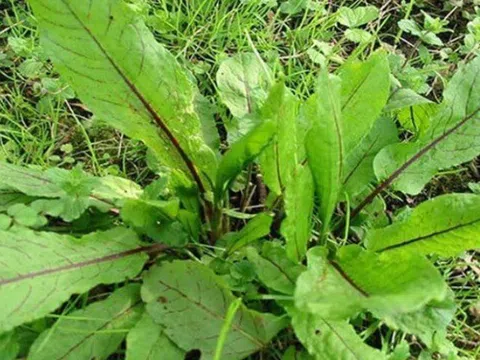 Loại rau dại mọc bờ bụi xưa chẳng ai hái, nay thành đặc sản chị em săn lùng, giá tới 120.000 đồng/kg