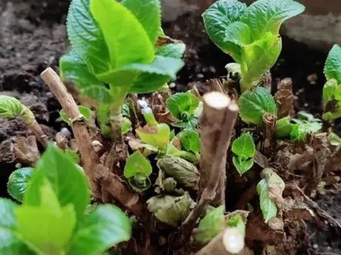 4 loại cây càng trồng càng xui xẻo, rước bực tức, thậm chí chuốc họa vào người
