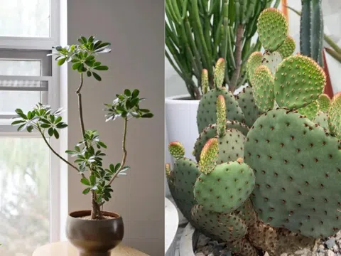 Người thông minh âm thầm nuôi 4 cây này trong nhà, chúng là "người hùng" bảo vệ sức khỏe
