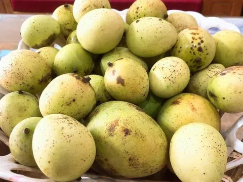 Đặc sản Sơn La vị như xoài, dân chờ rụng mới nhặt làm bánh tráng ngọt thơm
