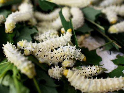Con vật khiến nhiều người sợ mất vía hóa ra là đặc sản trứ danh Phú Thọ, được mệnh danh là "sâm nhung" đồng quê