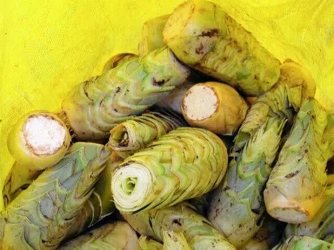Thứ tưởng vứt đi lại thành một đặc sản mang đậm hơi thở miền Tây, là thức quà quý giá từ lòng đất