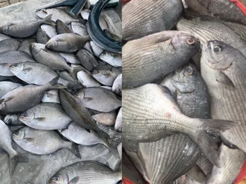 Loài cá có tên kỳ dị, nghe ai cũng sợ lại là đặc sản nổi tiếng, dai ngon như thịt gà, có tiền chưa chắc ăn được