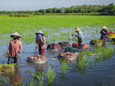 "Lộc trời ban" xưa chỉ bỏ đi, giờ thành đặc sản, bán giá "cắt cổ" vẫn có ào ạt người mua
