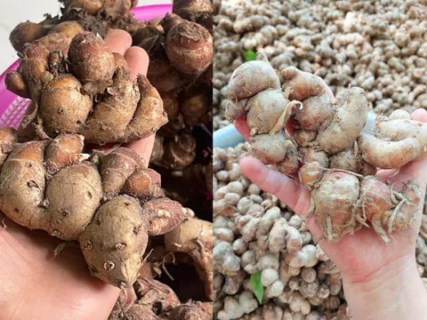 Loại củ đặc sản vùng cao Tây Bắc, vẻ ngoài giống gừng nhưng chẳng phải, là nguyên liệu quý trong đông y, chế biến được...