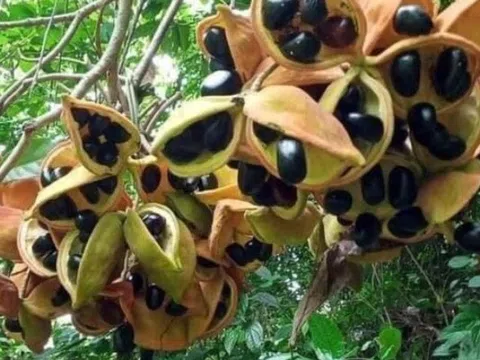 Thứ "lộc trời" xưa chỉ dân nghèo ăn, nay thành đặc sản thơm béo khiến chị em thành phố đua nhau săn lùng