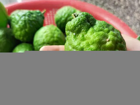 Cây đặc sản An Giang "tưởng sắp tuyệt chủng", lá thơm làm nên món gà đốt trứ danh