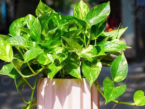 Người mệnh Thủy hợp trồng cây cảnh gì?