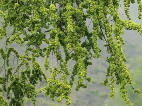 Ông bà bảo: 4 cây quý như vàng ròng, trồng trong nhà phúc khí kéo dài trăm năm, con cháu đời đời hưởng phúc